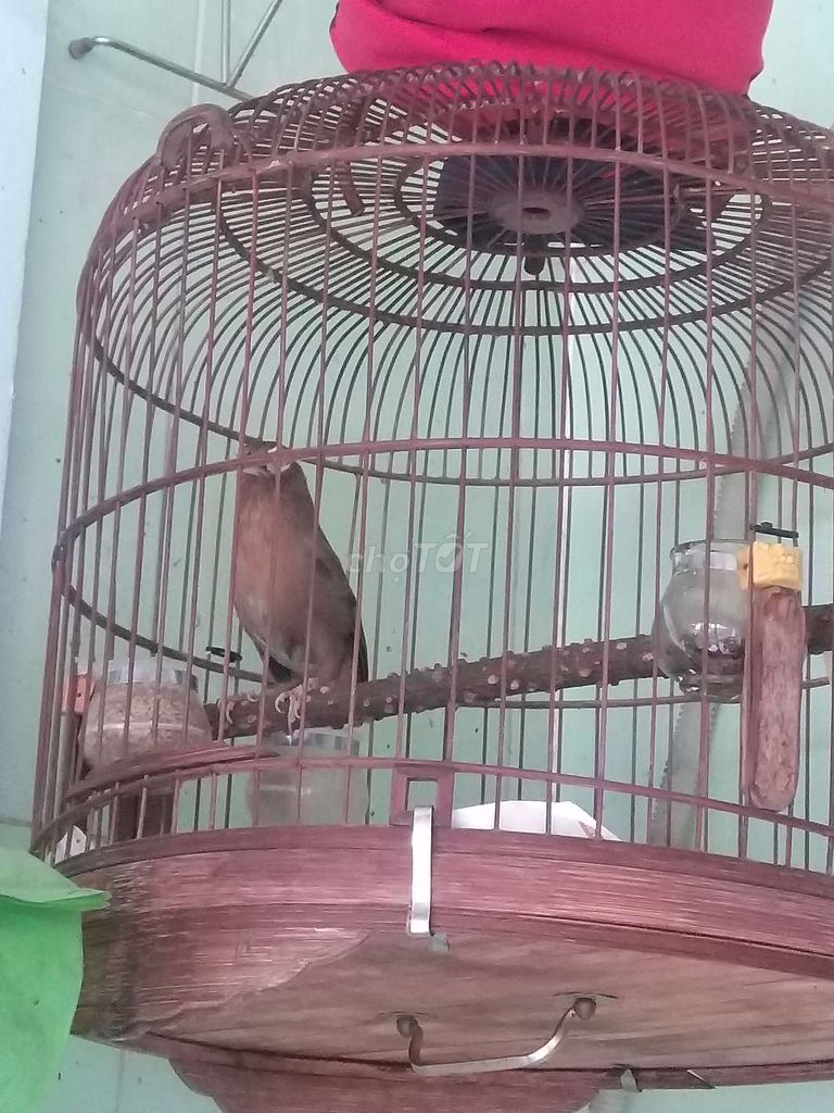 LồngTRÒN 60,68,Lồng KIẾM 56,Lồng Thổ Mi Mái Rẻ. Mua bán Phụ kiện, Thức ăn, Dịch vụ tại Huyện Hóc Môn Tp Hồ Chí Minh được đăng bởi Nhut Nguyen hình 5