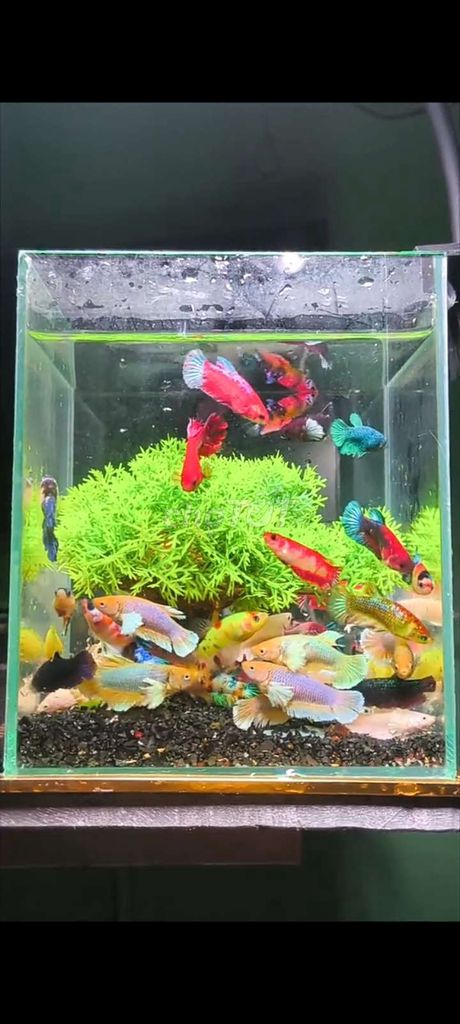 Betta thủy sinh đủ dòng 215k 22 con