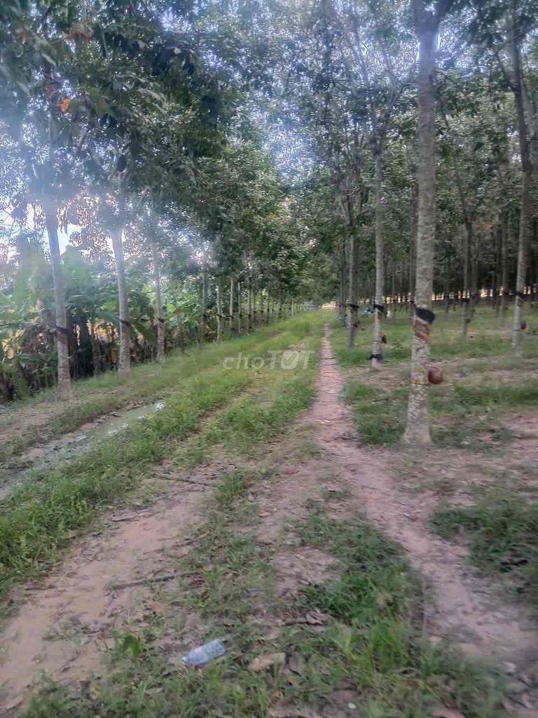 Cần bán 49500m2 cao su đang khai thác suối ngô, Tây Ninh. Mua bán đất tại Huyện Tân Châu Tây Ninh được đăng bởi Tony Hoàng hình 2
