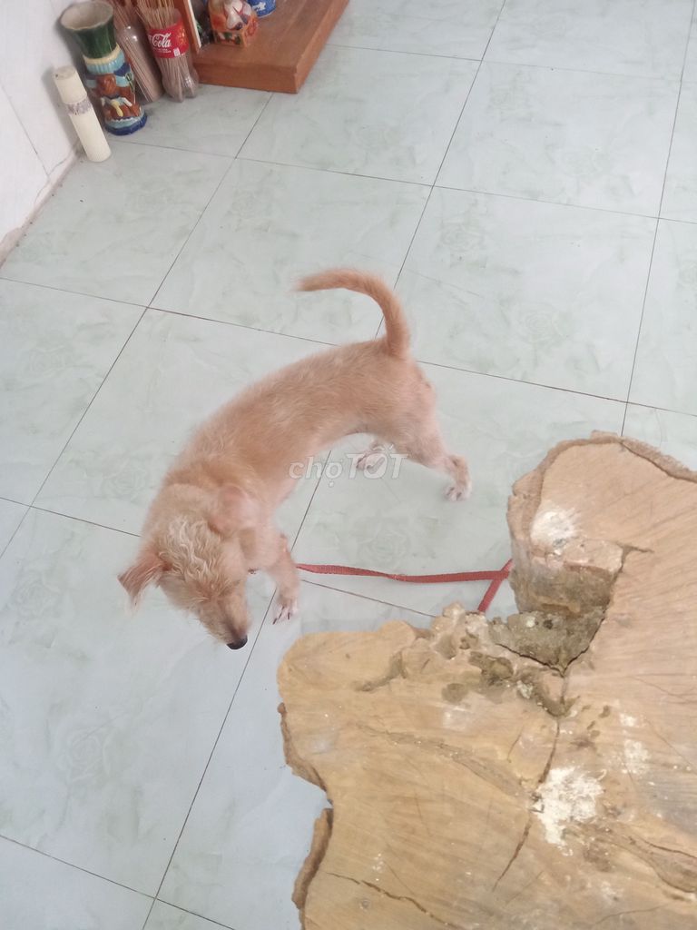Chó Poodle Cái màu Nâu vàng. Mua bán Chó tại Huyện Đức Hòa Long An được đăng bởi minh tú hình 1