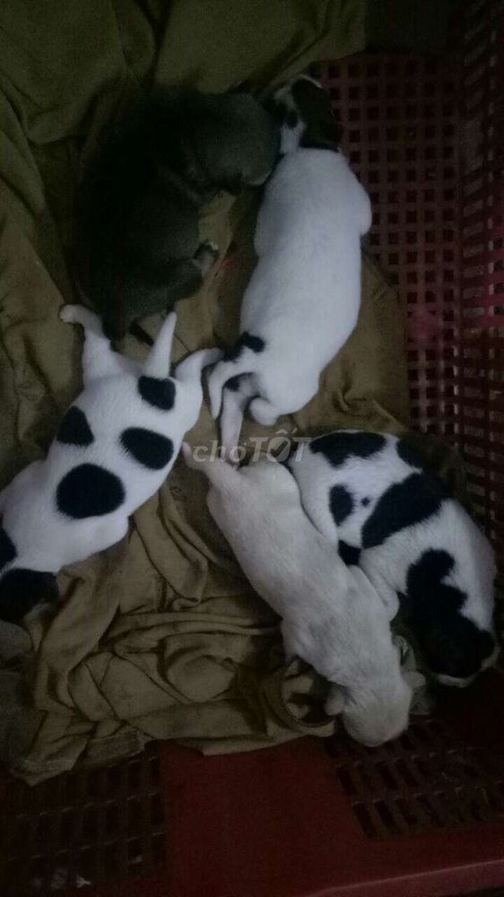 Bán chó con giá 100k TPHCM khỏe mạnh