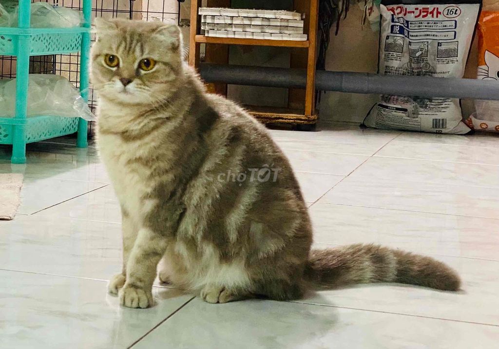 Bé Brown Tabby Classis  tìm 🏡 mới. Mua bán Mèo tại Quận Bình Thạnh Tp Hồ Chí Minh được đăng bởi Dennis Chu hình 1