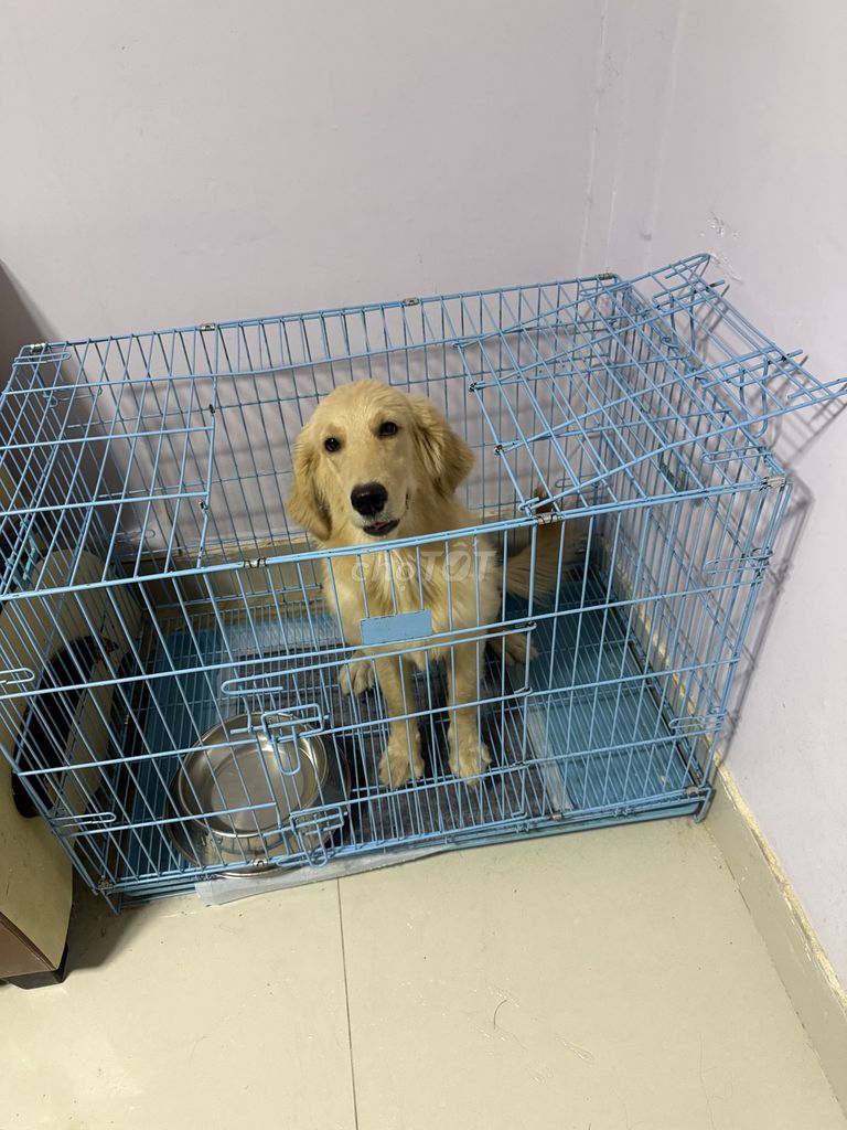 Chó Golden Retriever 7 tháng tuổi. Mua bán Chó tại Quận 1 Tp Hồ Chí Minh được đăng bởi Lộc Nguyễn hình 1