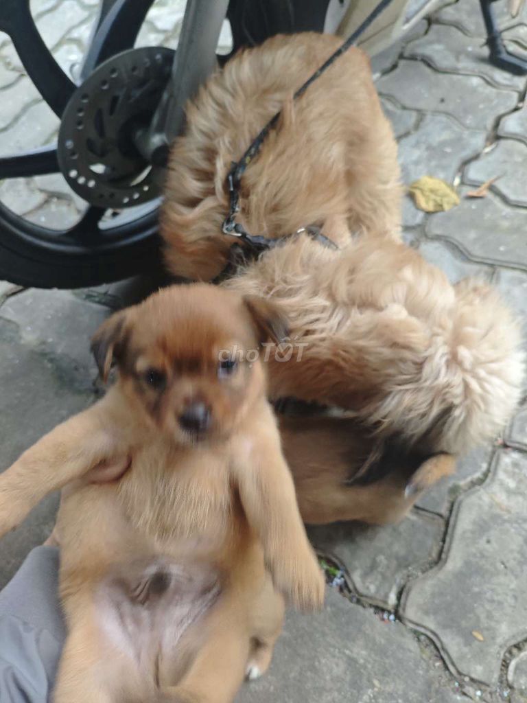 Chó con cái + đực màu Nâu. Mua bán Chó tại Quận Cẩm Lệ Đà Nẵng được đăng bởi Quat Huu hình 2