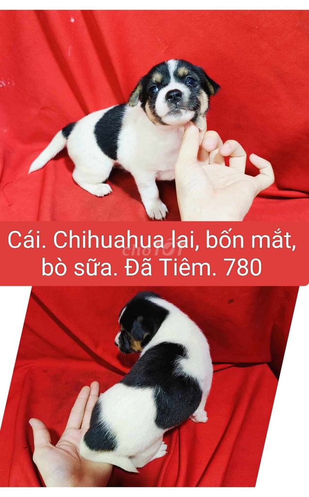 Nhat gau lai, chihuahua lai,...