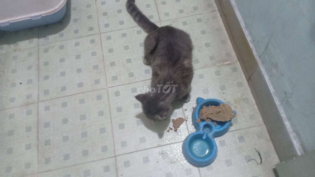 Mèo Anh Xám. Mua bán Mèo tại Huyện Bình Chánh Tp Hồ Chí Minh được đăng bởi Nhi Lê hình 1