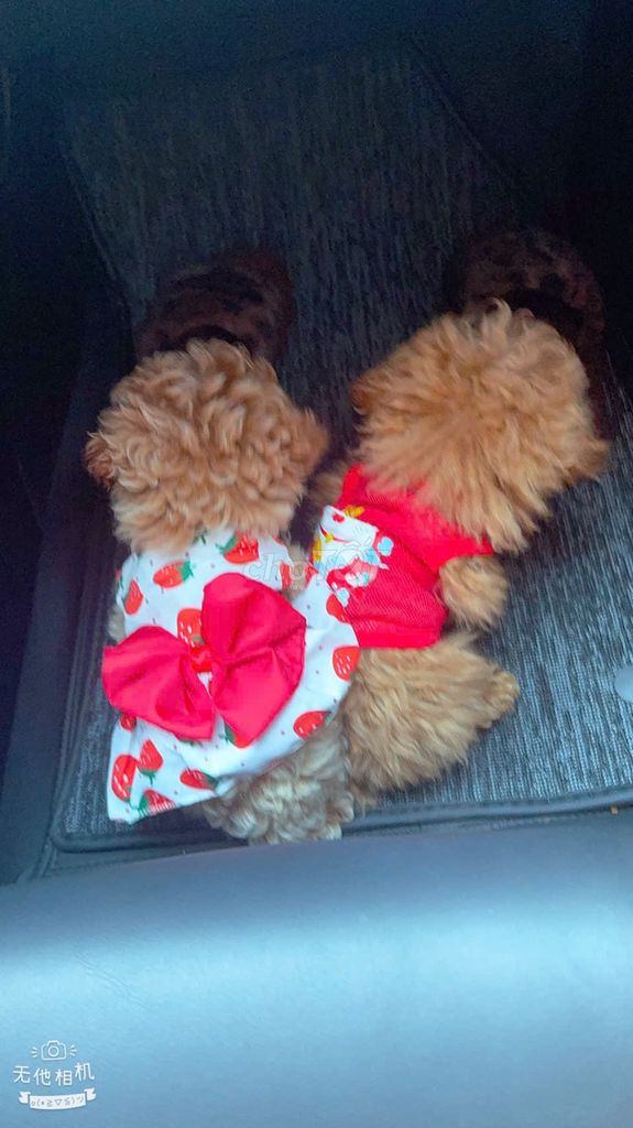 Chó Poodle không xác định. Mua bán Chó tại Huyện Vĩnh Cửu Đồng Nai được đăng bởi Thương Hoàng hình 1