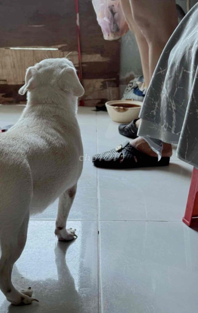 Chó Chihuahua cái 2 tuổi. Mua bán Chó tại Quận Tân Phú Tp Hồ Chí Minh được đăng bởi nhung hình 1