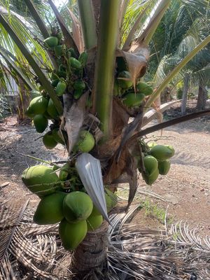 cho thuê nhà nghĩ dưỡng. Cho thuê nhà ở tại Huyện Châu Đức Bà Rịa - Vũng Tàu được đăng bởi Nguyễn thanh sơn