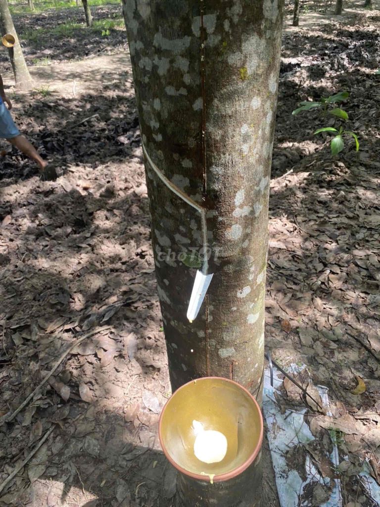 Cần bán 49500m2 cao su đang khai thác suối ngô, Tây Ninh. Mua bán đất tại Huyện Tân Châu Tây Ninh được đăng bởi Tony Hoàng hình 5
