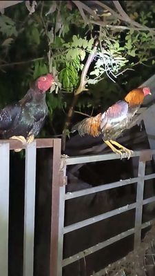 Bán 1triêu = 2 con gà trống tơ như hình. Mua bán Gà tại Huyện Củ Chi Tp Hồ Chí Minh được đăng bởi Nguyễn Huy