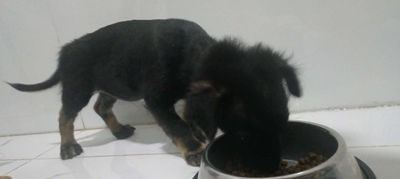 Bé cún cái 4-5 tháng tuổi. Mua bán Chó tại Quận Tân Bình Tp Hồ Chí Minh được đăng bởi Quinn Quinn