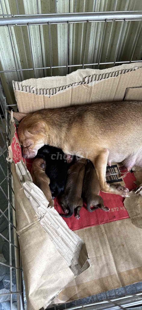 bán chihuahua bắc ninh. Mua bán Chó tại Thành phố Bắc Ninh Bắc Ninh được đăng bởi Phuong Anh hình 7