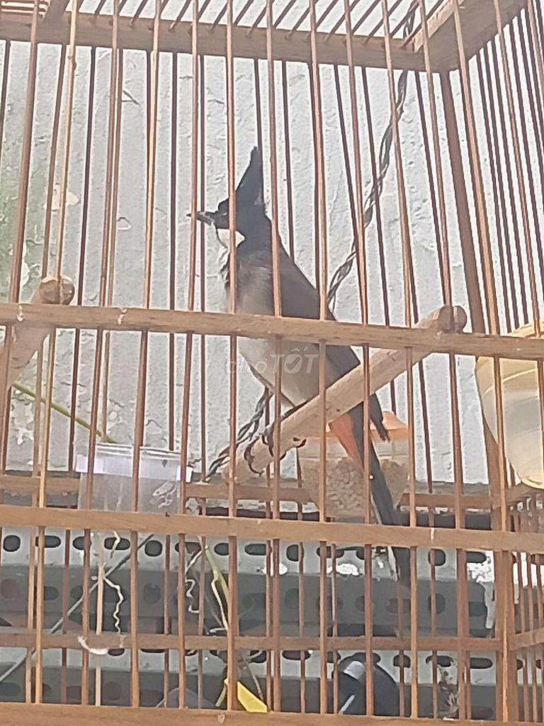 Chim chào mào trống khỏe mạnh dạn người. Mua bán Chim tại Quận Tân Phú Tp Hồ Chí Minh được đăng bởi Nguyễn Vân Mỹ hình 1