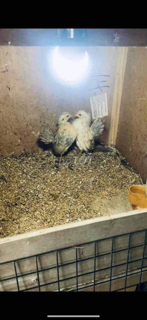 Gà Serama nhỏ. Mua bán Gà tại Huyện Hóc Môn Tp Hồ Chí Minh được đăng bởi gà kiểng hóc môn hình 1