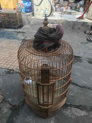 Bán lông kiếm 60 nan. Mua bán Phụ kiện, Thức ăn, Dịch vụ tại Quận Phú Nhuận Tp Hồ Chí Minh được đăng bởi Lập huỳnh