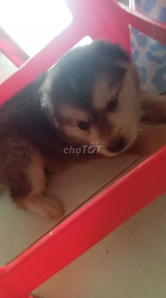 Chó Alaska lai Nâu đen. Mua bán Chó tại Huyện Đức Linh Bình Thuận được đăng bởi tài lộc hình 1