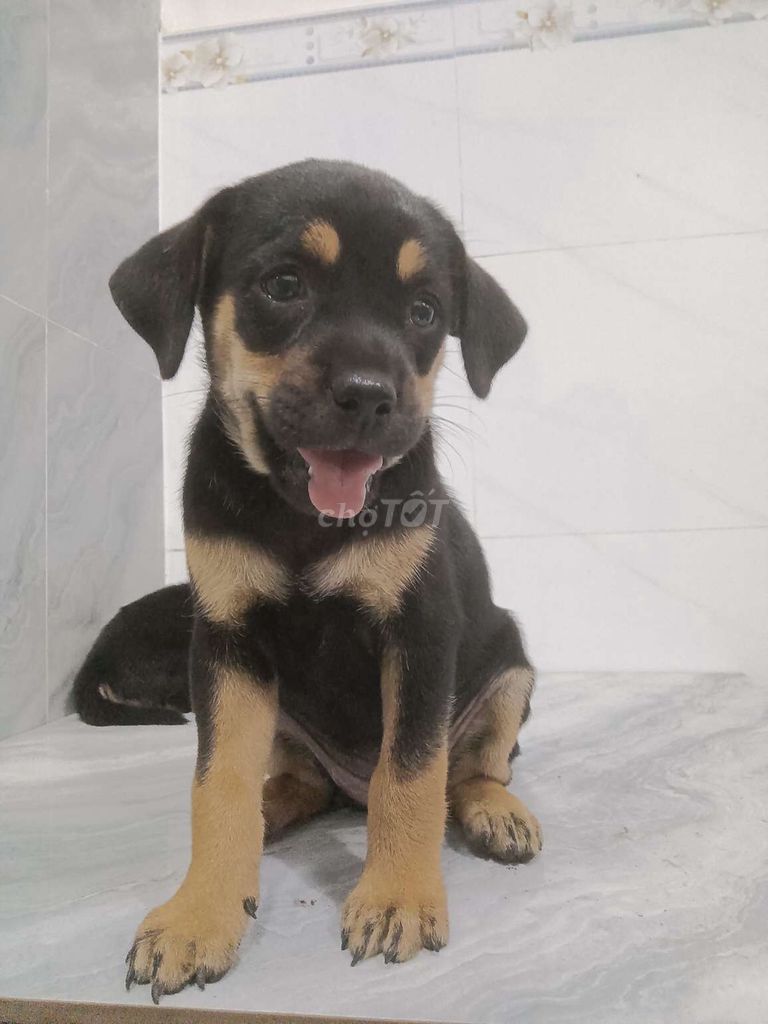 Chó Rottweiler F1 giống to trông coi nhà giỏi . Mua bán Chó tại Quận 6 Tp Hồ Chí Minh được đăng bởi Tăng Chí Lương  hình 1