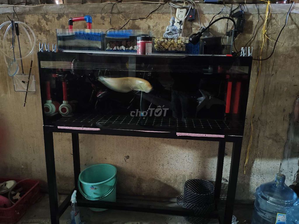 Bể cá cảnh 1m2 x 50 x 60. Mua bán Phụ kiện, Thức ăn, Dịch vụ tại Thành phố Tân An Long An được đăng bởi Nguyen Minh Sang hình 1