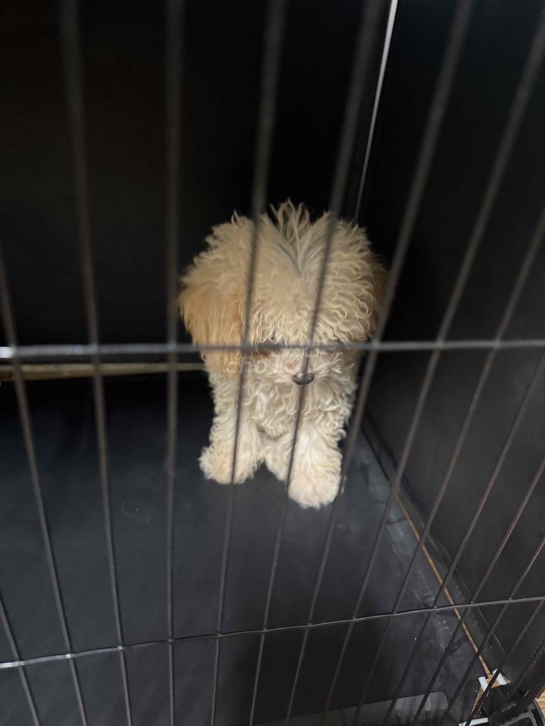 Chó Poodle 4 tháng. Mua bán Chó tại Quận Gò Vấp Tp Hồ Chí Minh được đăng bởi GIA PHONG COMPUTER GÒ VẤP hình 1