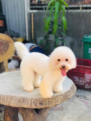 Chó Poodle đực