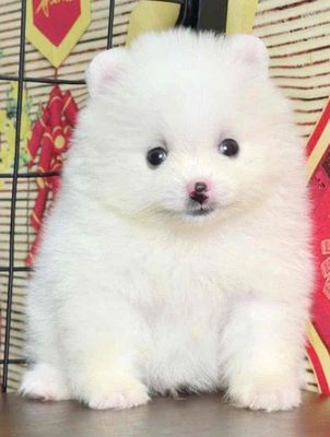 chó pom trắng ( 2 tháng  )