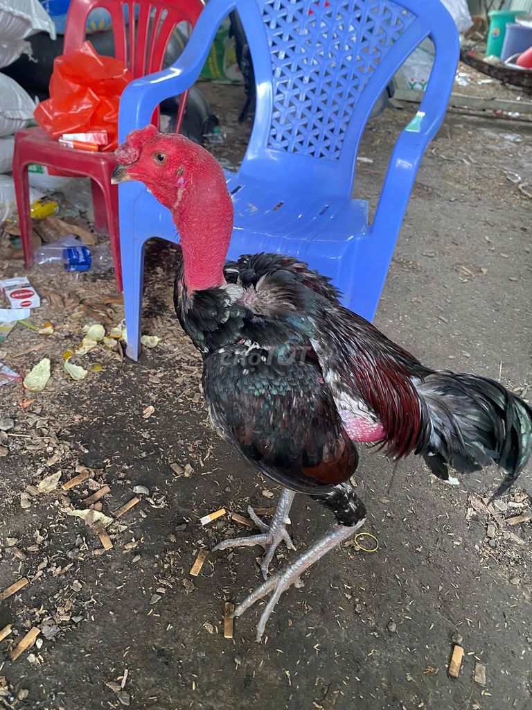 Gà chọi tơ đực. Mua bán Gà tại Thành phố Thủ Dầu Một Bình Dương được đăng bởi Linh Dang hình 1