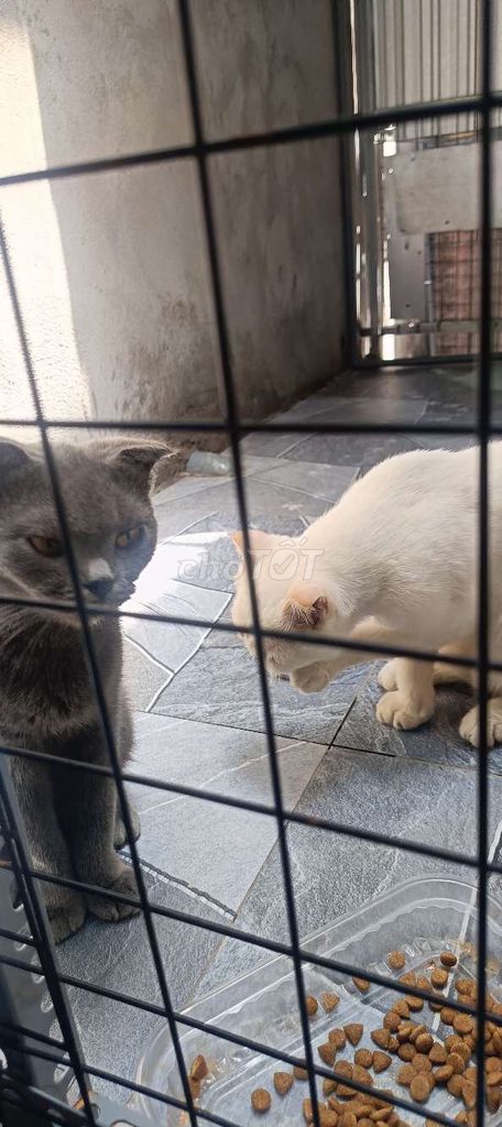 Mèo Anh tai cụp Xám Cái 9 tháng. Mua bán Mèo tại Thị xã Tân Châu An Giang được đăng bởi duytan hình 1