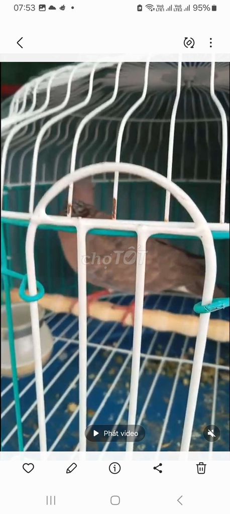 Chim cu gáy nâu. Mua bán Chim tại Quận Long Biên Hà Nội được đăng bởi tổng kho sỉ hình 1