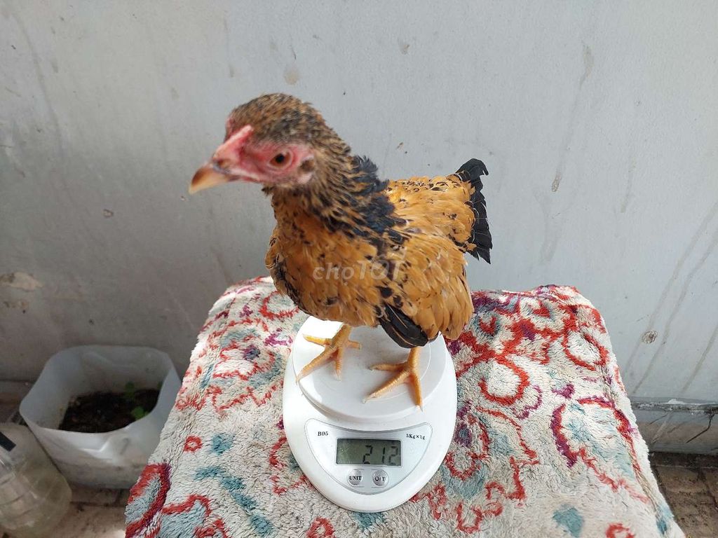 Gà mái tre bắc Vàng bò 4 tháng chân lùn. Mua bán Gà tại Quận 11 Tp Hồ Chí Minh được đăng bởi thiên  hình 1