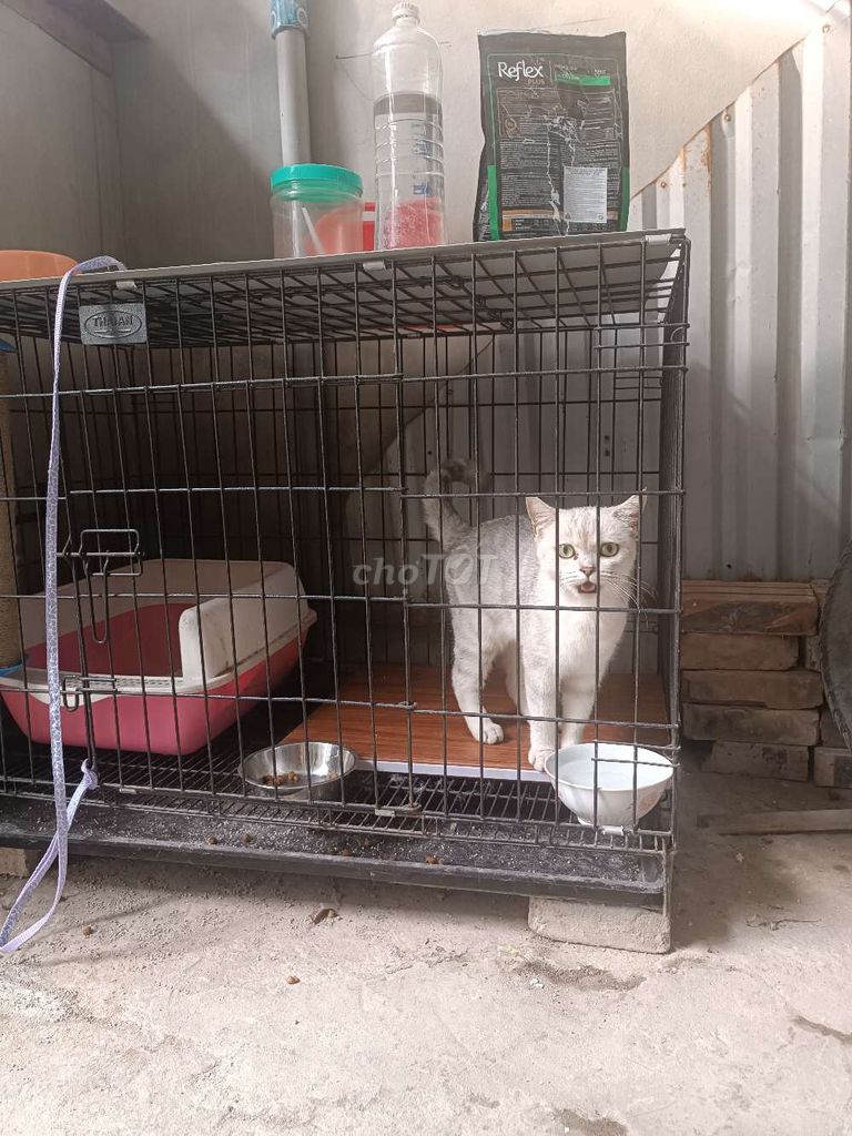Mèo Cái Trắng Hiền Lành Sức Khỏe Tốt. Mua bán Mèo tại Huyện Đan Phượng Hà Nội được đăng bởi Tuấn hình 1