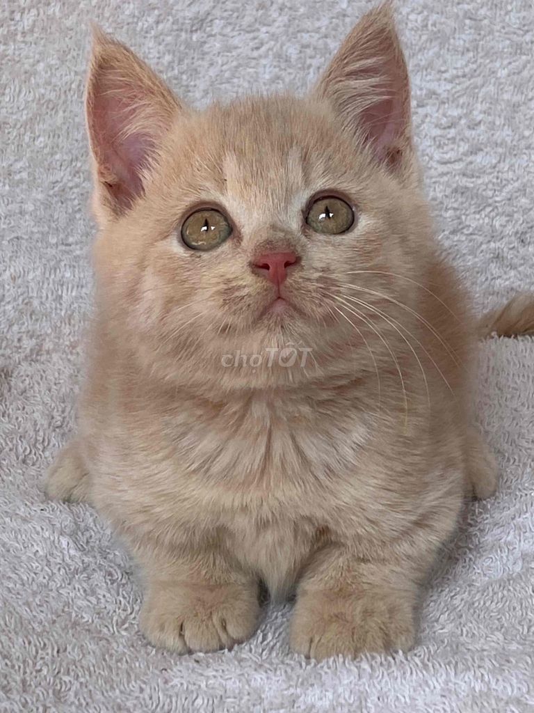 mèo anh lông ngắn cream đực hơn 2th. Mua bán Mèo tại Quận 8 Tp Hồ Chí Minh được đăng bởi Mèo Meo hình 2
