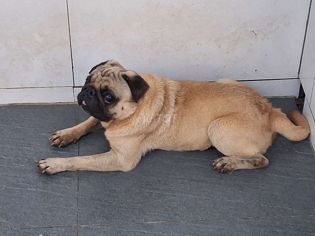 Chó Pug đực mới lớn. Mua bán Chó tại Thành phố Tân An Long An được đăng bởi Nhân Rottweiler  hình 1