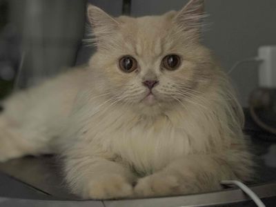 Mèo Anh Lông Dài. Mua bán Mèo tại Quận Bình Tân Tp Hồ Chí Minh được đăng bởi Ng Binh