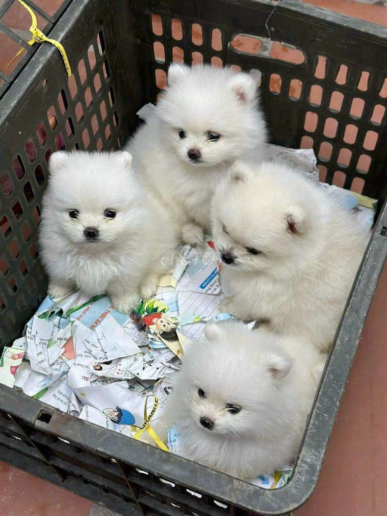 Chó Phốc Sóc Mini trắng Lanh. Mua bán Chó tại Quận 6 Tp Hồ Chí Minh được đăng bởi Tiệm Pet Nhà Mun hình 2