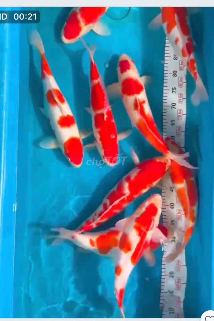 Bán cá koi tại đà lat đủ màu sắc rực rõ nuôi phog. Mua bán Thú cưng khác tại Thành phố Đà Lạt Lâm Đồng được đăng bởi APo Koi hình 1