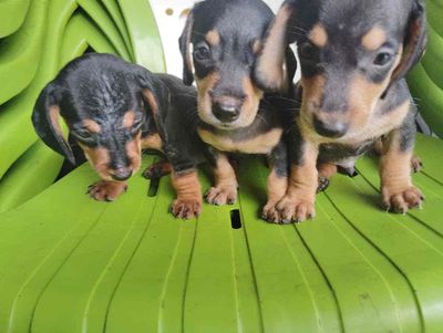 Chó con lạp xường. Mua bán Chó tại Quận Tân Bình Tp Hồ Chí Minh được đăng bởi nguyen thi my hanh