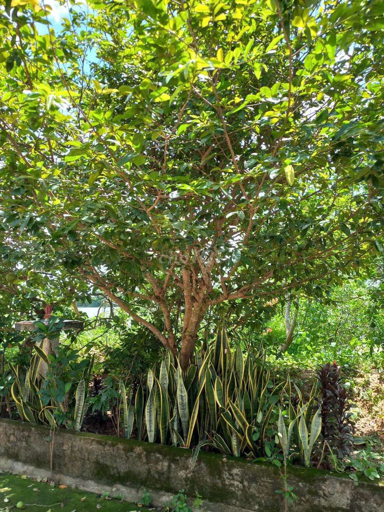 Bán cây mai tâm huyết 20 năm tuổi . Mua bán Cây cảnh, đồ trang trí tại Quận Ninh Kiều Cần Thơ được đăng bởi Anh Trường hình 1