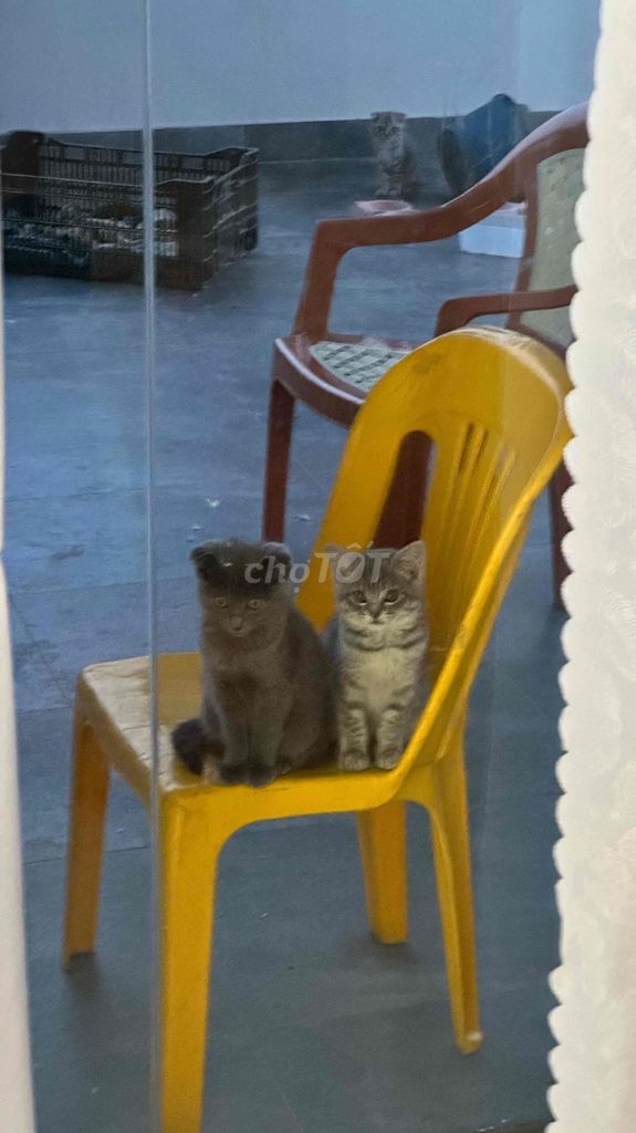 Mèo lai 2 tháng tuổi. Mua bán Mèo tại Quận Hà Đông Hà Nội được đăng bởi Khà Thị Quỳnh hình 1