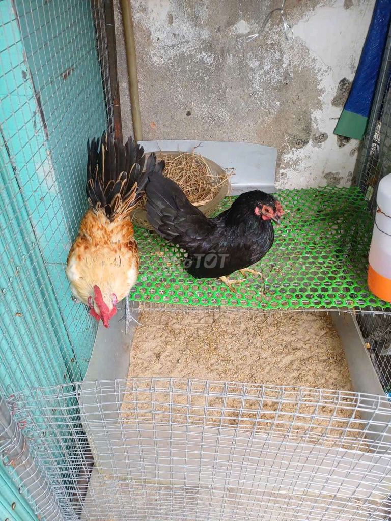 Gà Serama Đen Vàng cả hai. Mua bán Gà tại Huyện Hóc Môn Tp Hồ Chí Minh được đăng bởi GÀ TRE KIỂNG  hình 1