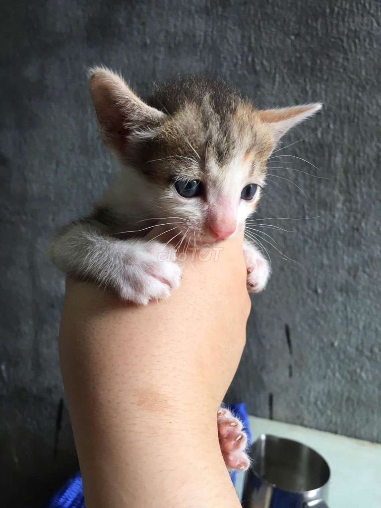 🌈 Bé tam thể nhỏ tìm người chịu "quản lý" 😹. Mua bán Mèo tại Thị xã Tân Uyên Bình Dương được đăng bởi Minh Tú hình 1