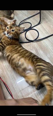 mèo toyger. Mua bán Mèo tại Quận 12 Tp Hồ Chí Minh được đăng bởi hoanguyen
