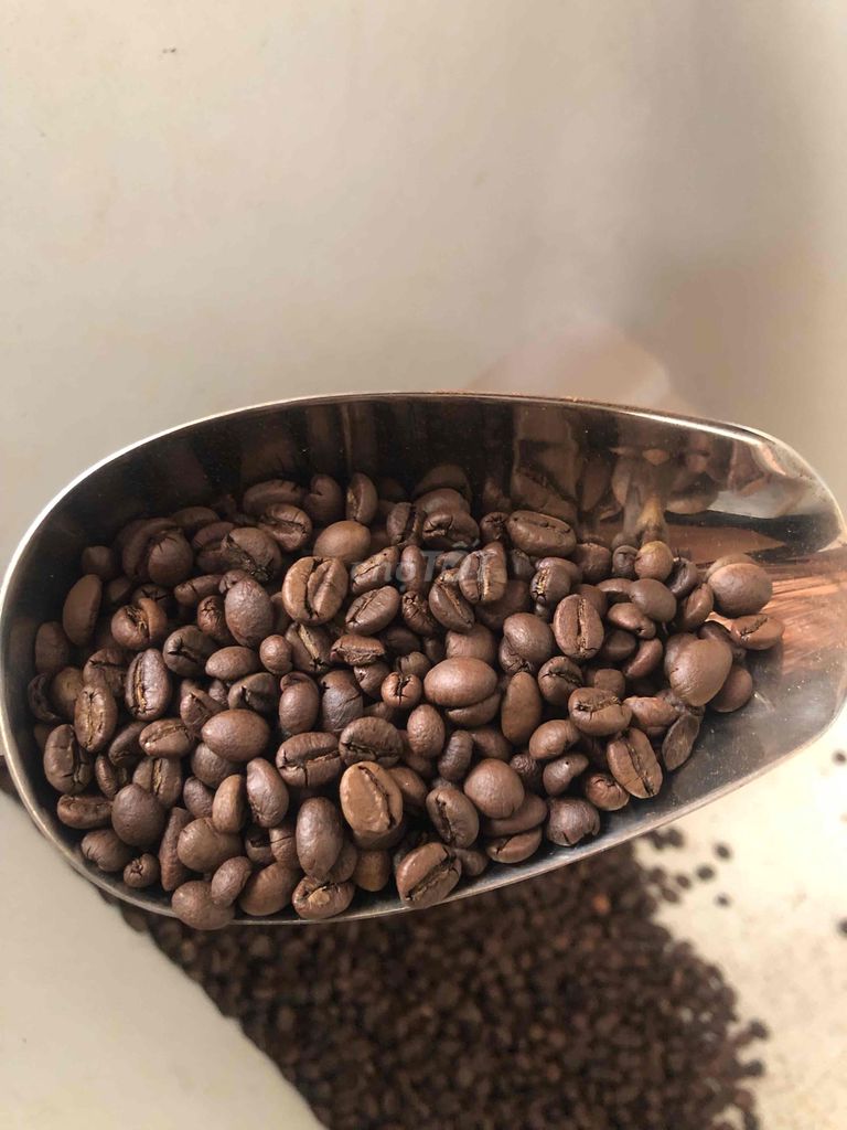 Xưởng rang cà phê Robusta