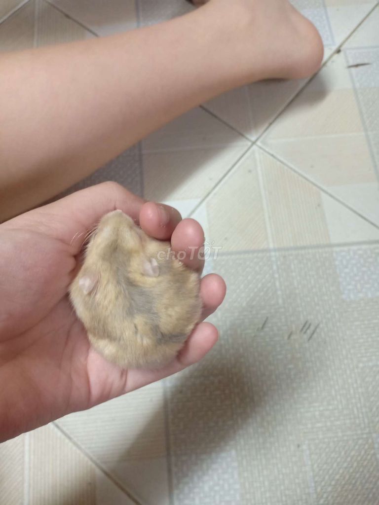 Chuột Hamster vàng nâu khỏe mạnh. Mua bán Thú cưng khác tại Quận Đống Đa Hà Nội được đăng bởi Yến Yến hình 1