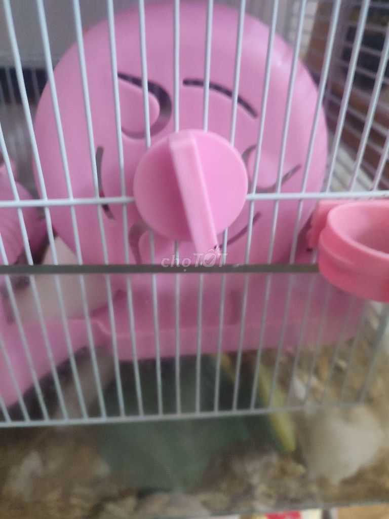 Cho tặng Chuột bạch 10 con. Đọc mô tả.. Mua bán Thú cưng khác tại Quận Tân Phú Tp Hồ Chí Minh được đăng bởi Henry Vũ hình 1