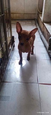 Chó Phốc cái 3.5 tháng tuổi