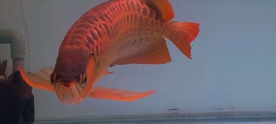 Huyết fuf red size 60cm Đuôi lửa