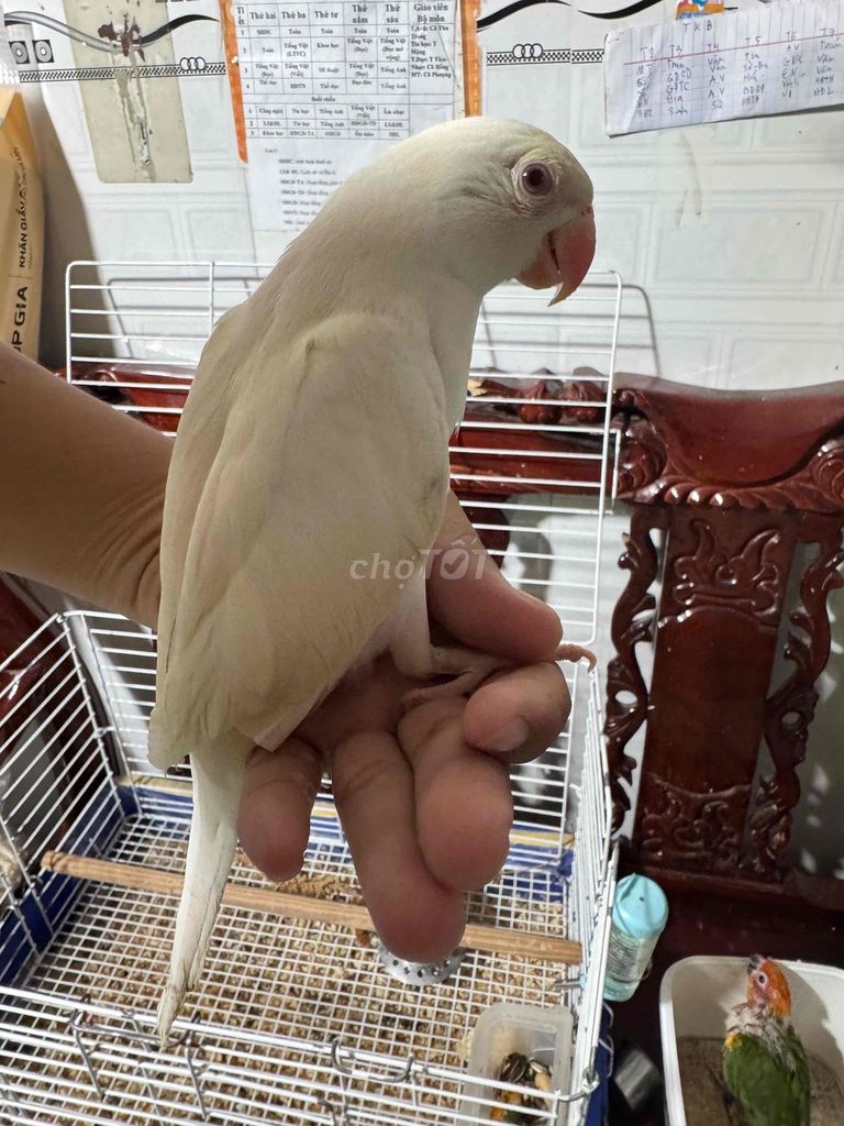 Vẹt Ringneck Creamino Trắng. Mua bán Chim tại Quận Bình Thuỷ Cần Thơ được đăng bởi Thanh Tâm 1985 hình 1