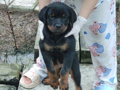 Rottweile cái. Mua bán Chó tại Huyện Hóc Môn Tp Hồ Chí Minh được đăng bởi thuy tran