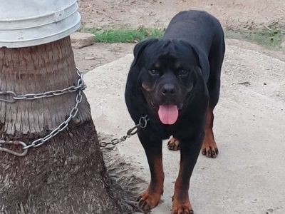 Rottweiler Vka Chíp Điện Tử